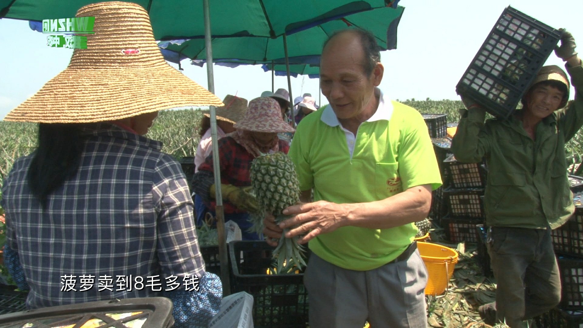 芬王菠蘿肥效采訪